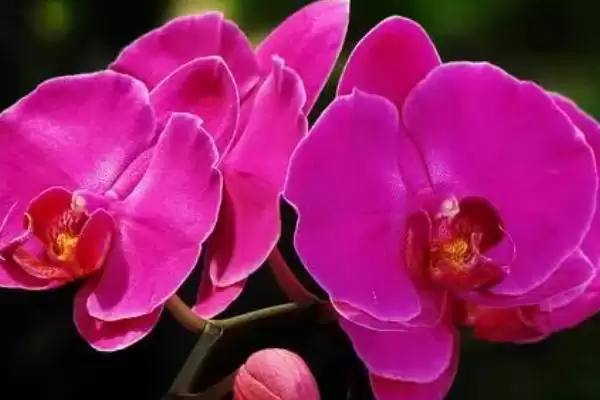 蝴蝶兰正确浇水不同季节咋正确浇水呢,蝴蝶兰的正确浇水方法,不同季节如何浇?插图2 蝴蝶兰正确浇水不同季节咋正确浇水呢,蝴蝶兰的正确浇水方法,不同季节如何浇?插图2