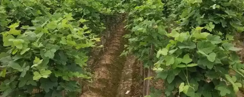 葛根收获时间季节 ,葛根的收获时间在什么时候插图 葛根收获时间季节 ,葛根的收获时间在什么时候插图