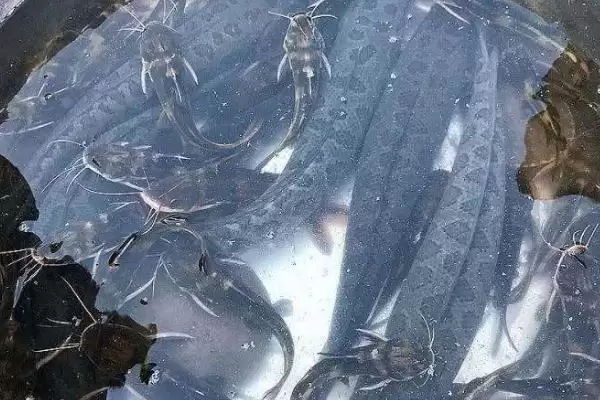 家中养黑鱼问非风水鱼无吉凶,家中养黑鱼是否吉利,真的是这样吗?插图1 家中养黑鱼问非风水鱼无吉凶,家中养黑鱼是否吉利,真的是这样吗?插图1