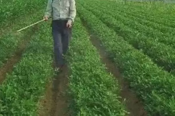花生控旺技巧化学人工哪种好呢,花生的控旺技巧,两种控旺方式咋选?插图6 花生控旺技巧化学人工哪种好呢,花生的控旺技巧,两种控旺方式咋选?插图6