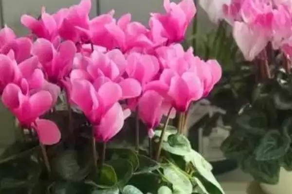 花卉盆栽推荐5种好养好看的是啥,花卉盆栽推荐,哪5种好养又好看呢?插图2 花卉盆栽推荐5种好养好看的是啥,花卉盆栽推荐,哪5种好养又好看呢?插图2