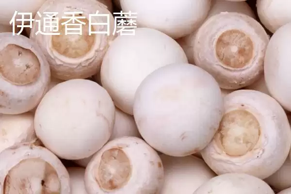 吉林伊通特产伊通大米知名度高,吉林省伊通满族自治县的特产,伊通大米情况?插图6 吉林伊通特产伊通大米知名度高,吉林省伊通满族自治县的特产,伊通大米情况?插图6