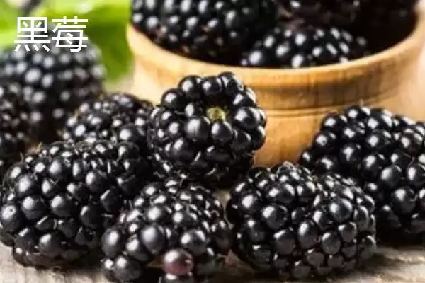 黑莓和蓝莓有什么区别呢,黑莓属蔷薇科、蓝莓属杜鹃花科有何不同呢插图1 黑莓和蓝莓有什么区别呢,黑莓属蔷薇科、蓝莓属杜鹃花科有何不同呢插图1
