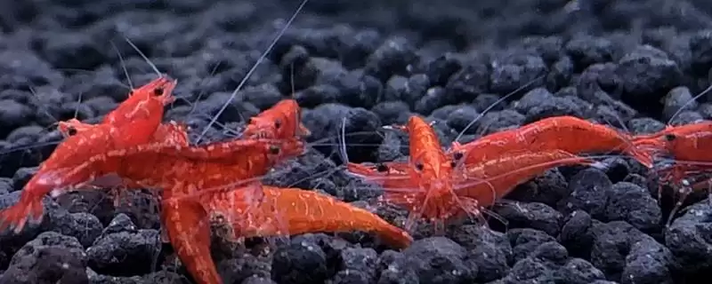 观赏虾应该怎样进行养殖,观赏虾养殖选酸碱度5-8的水源合适吗插图 观赏虾应该怎样进行养殖,观赏虾养殖选酸碱度5-8的水源合适吗插图