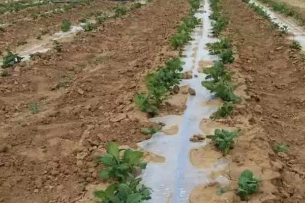 河南秋季何时适合种土豆呢,河南秋季一般8-9月份适合种植土豆吗插图6 河南秋季何时适合种土豆呢,河南秋季一般8-9月份适合种植土豆吗插图6