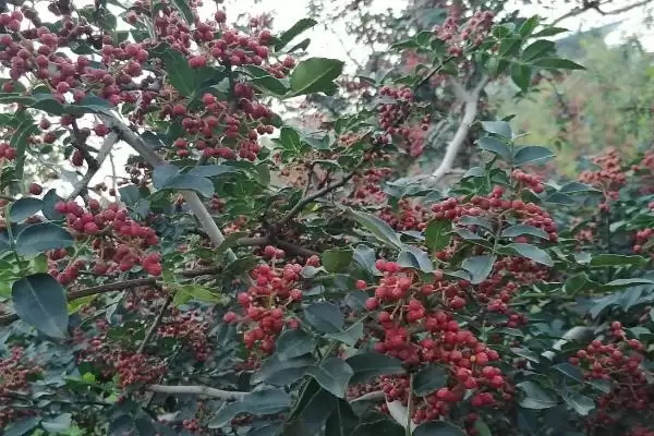 果粒大的花椒品种有哪些,红狮子、凤椒等是果粒大的花椒品种吗插图4 果粒大的花椒品种有哪些,红狮子、凤椒等是果粒大的花椒品种吗插图4