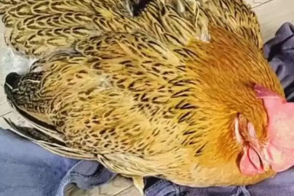鸡坏死性肠炎常突然发病吗,鸡坏死性肠炎,发病特点是这样?插图2 鸡坏死性肠炎常突然发病吗,鸡坏死性肠炎,发病特点是这样?插图2