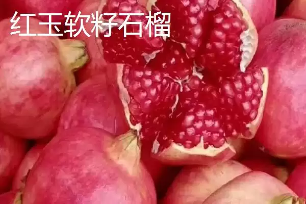 红玉软籽石榴的产地主要在哪,红玉软籽石榴以四川攀西地区为主产区吗插图2 红玉软籽石榴的产地主要在哪,红玉软籽石榴以四川攀西地区为主产区吗插图2