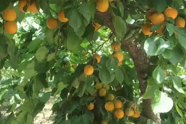 家里能种杏树真的不适合种,家里能种杏树吗,不适合的原因是?插图1 家里能种杏树真的不适合种,家里能种杏树吗,不适合的原因是?插图1