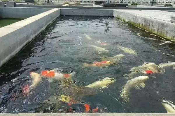 观赏鱼不喂能存活多少天,观赏鱼不喂一般能活一个月左右吗插图5 观赏鱼不喂能存活多少天,观赏鱼不喂一般能活一个月左右吗插图5