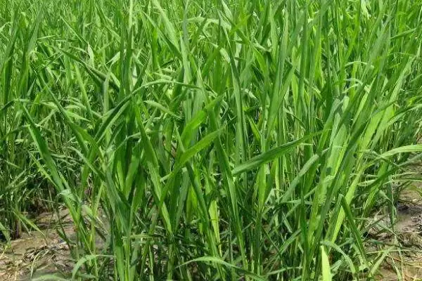 菰米的种植前景怎么样呢,菰米种植前景因地而异需谨慎种植吗插图1 菰米的种植前景怎么样呢,菰米种植前景因地而异需谨慎种植吗插图1