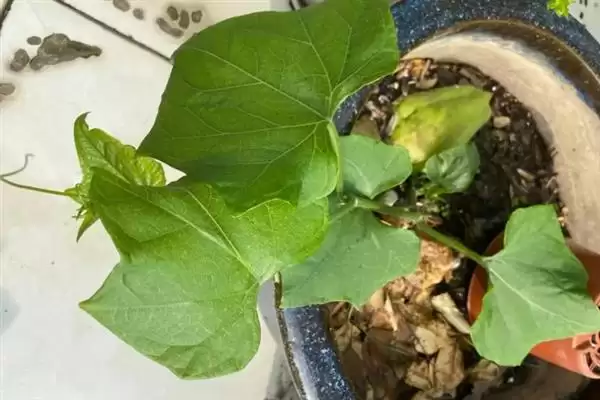 佛手瓜种植方法步骤 ,佛手瓜具体该如何进行种植插图4 佛手瓜种植方法步骤 ,佛手瓜具体该如何进行种植插图4