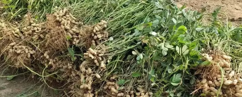 花生种植时间《《7月种要注意啥,花生《《7月份可以种吗,能种但咋管理?插图 花生种植时间《《7月种要注意啥,花生《《7月份可以种吗,能种但咋管理?插图