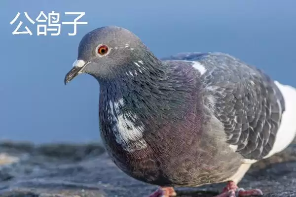 鸽子分公母方法技巧 ,鸽子怎么区分公母呢,有哪些方插图1 鸽子分公母方法技巧 ,鸽子怎么区分公母呢,有哪些方插图1