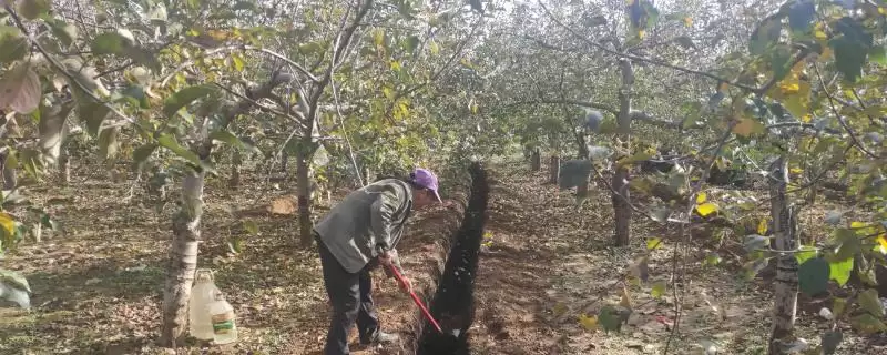 果园能否使用含氯化肥呢,果园可以使用含氯化肥但需严控数量吗插图 果园能否使用含氯化肥呢,果园可以使用含氯化肥但需严控数量吗插图