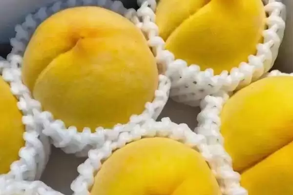 黑桃皇后的价格是多少呢,黑桃皇后因品种不同价格也不同吗插图6 黑桃皇后的价格是多少呢,黑桃皇后因品种不同价格也不同吗插图6
