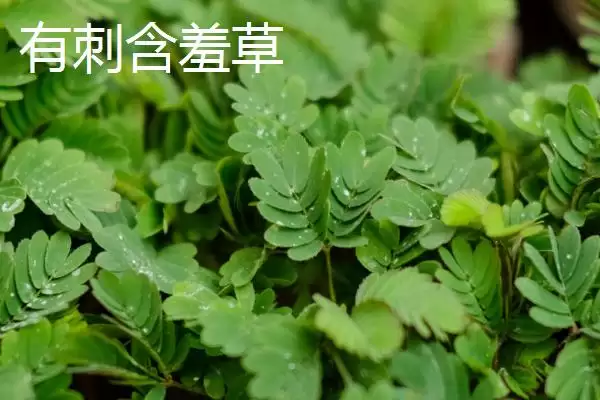 含羞草会不会开花这个问题,含羞草花期在7-10月之间是会开花的吗插图4 含羞草会不会开花这个问题,含羞草花期在7-10月之间是会开花的吗插图4