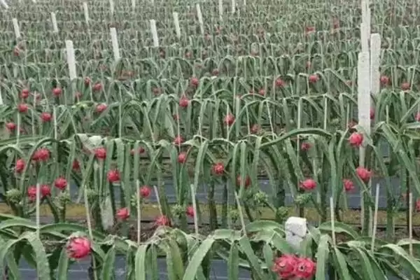 火龙果病虫害农业化学能防,火龙果病虫害防治方法,两种方法有效?插图2 火龙果病虫害农业化学能防,火龙果病虫害防治方法,两种方法有效?插图2