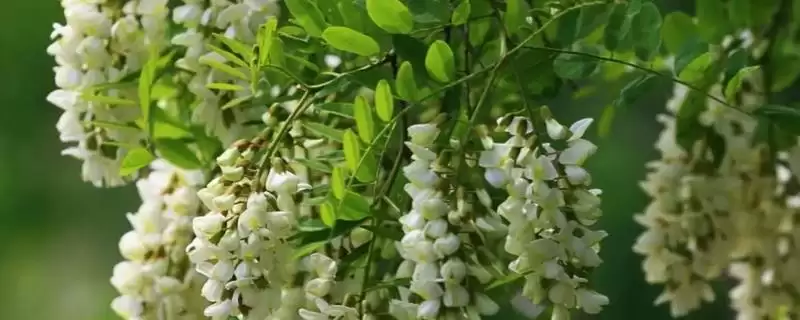 槐花开花时间每年4-5月开花吗,槐花几月开花,固定这个时间段吗?插图 槐花开花时间每年4-5月开花吗,槐花几月开花,固定这个时间段吗?插图