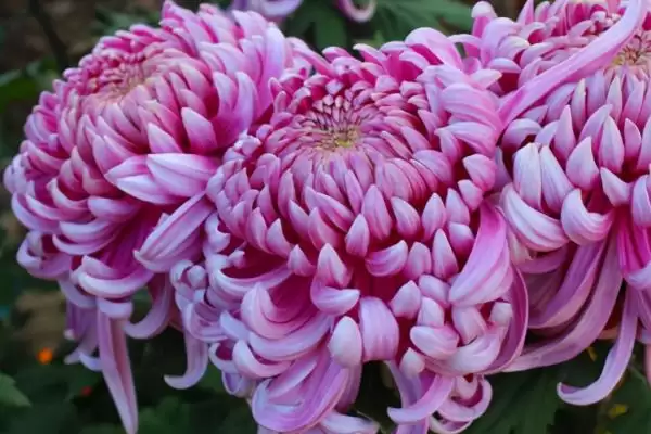 家里养菊花否株型小巧适合养,家里是否适合养菊花，是这样的吗？插图3