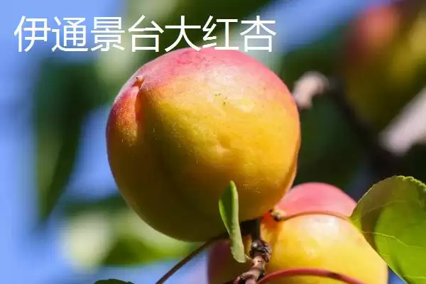 吉林伊通特产伊通大米知名度高,吉林省伊通满族自治县的特产,伊通大米情况?插图5 吉林伊通特产伊通大米知名度高,吉林省伊通满族自治县的特产,伊通大米情况?插图5