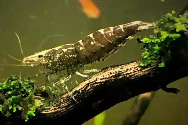 黑壳虾是什么种类的虾呢,黑壳虾属于小型淡水虾类这一类别吗插图3 黑壳虾是什么种类的虾呢,黑壳虾属于小型淡水虾类这一类别吗插图3