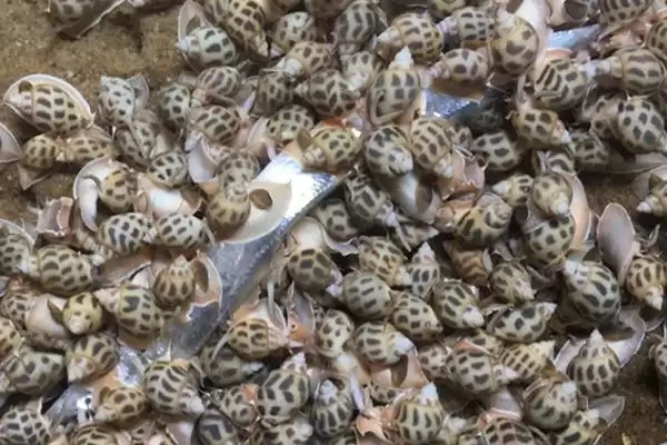 花螺养殖方法23-30℃水温适宜,花螺的养殖方法,适宜水温作用大吗?插图1 花螺养殖方法23-30℃水温适宜,花螺的养殖方法,适宜水温作用大吗?插图1