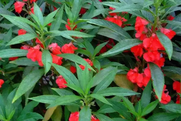凤仙花植物属性 ,凤仙花属于什么类型的植插图6 凤仙花植物属性 ,凤仙花属于什么类型的植插图6