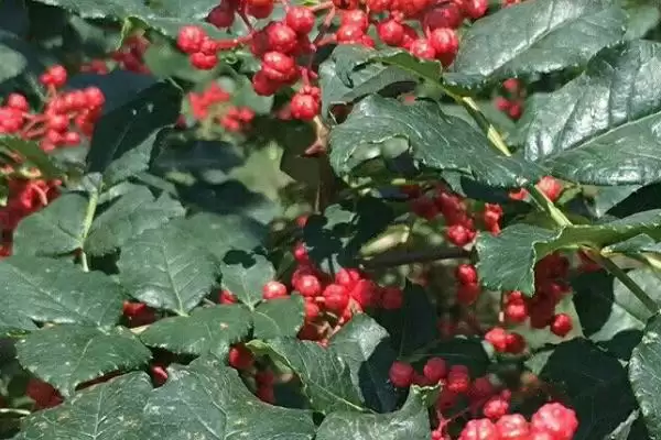 果粒大的花椒品种有哪些,红狮子、凤椒等是果粒大的花椒品种吗插图2 果粒大的花椒品种有哪些,红狮子、凤椒等是果粒大的花椒品种吗插图2