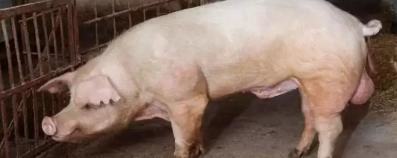 公猪和母猪配种要点 ,公猪和母猪的配种有哪些关键要点插图 公猪和母猪配种要点 ,公猪和母猪的配种有哪些关键要点插图