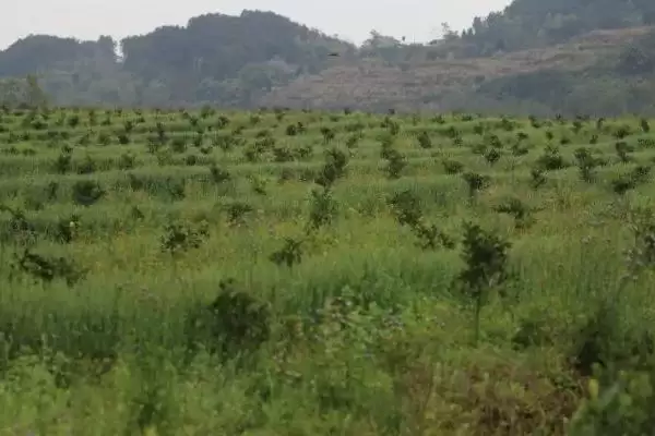 果园里能套种哪些药材呢,果园套种药材应根据树龄等情况套栽吗插图4 果园里能套种哪些药材呢,果园套种药材应根据树龄等情况套栽吗插图4