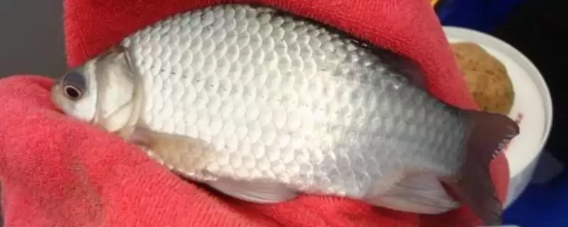 黑坑工程鲫用什么味型小药,黑坑钓工程鲫的小药味型需根据温度决定吗插图 黑坑工程鲫用什么味型小药,黑坑钓工程鲫的小药味型需根据温度决定吗插图