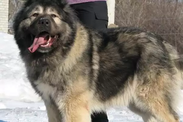 高加索犬智力排名问题 ,高加索犬的智力排在第几名插图1 高加索犬智力排名问题 ,高加索犬的智力排在第几名插图1
