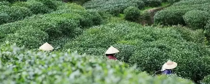 谷雨时节有哪些习俗呢,谷雨时节采茶正值适期是习俗之一吗-会东网