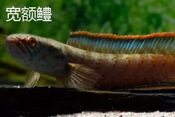 黑鱼有哪些常见的品种呢,黑鱼有哪些常见的肉食性淡水鱼品种呢插图5 黑鱼有哪些常见的品种呢,黑鱼有哪些常见的肉食性淡水鱼品种呢插图5