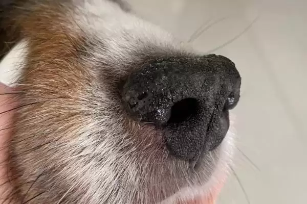 狗鼻子长癣如何处理,狗鼻子长癣能直接喷真菌喷剂吗插图4