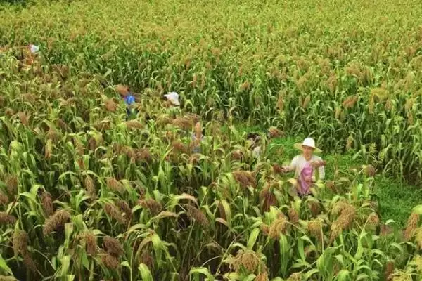 高粱种植株距行距 ,高粱种植的株距和行距是多少插图2 高粱种植株距行距 ,高粱种植的株距和行距是多少插图2