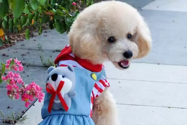 幼犬感觉冷的温度,多少度的环境幼犬会觉得寒冷不适插图2 幼犬感觉冷的温度,多少度的环境幼犬会觉得寒冷不适插图2