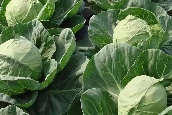 甘蓝植物基本简介 ,甘蓝是一种怎样的植物,有何特插图2 甘蓝植物基本简介 ,甘蓝是一种怎样的植物,有何特插图2