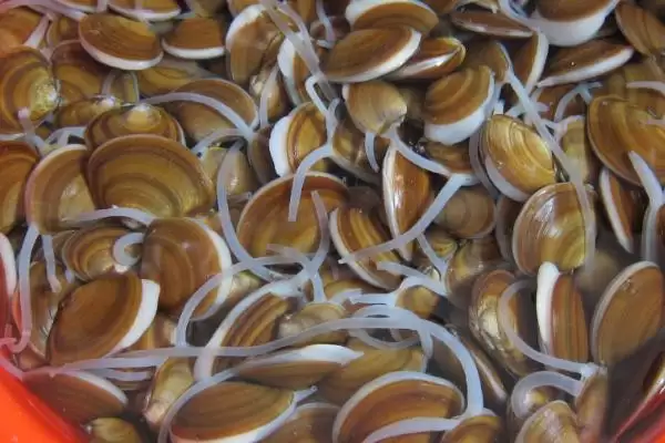 海钓用什么鱼饵是常用的呢,海钓一般常用的鱼饵是自然饵吗插图2 海钓用什么鱼饵是常用的呢,海钓一般常用的鱼饵是自然饵吗插图2