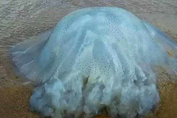 海蜇有没有毒性存在呢,海蜇部分品种毒性超强甚至可致命吗插图2 海蜇有没有毒性存在呢,海蜇部分品种毒性超强甚至可致命吗插图2