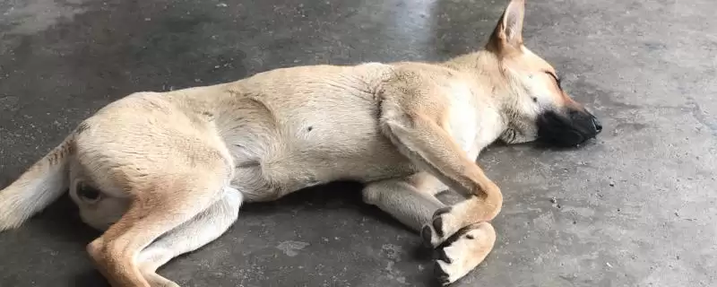 狗吃老鼠药后怎样处理,狗吃老鼠药可灌肥皂水催吐洗胃吗-会东网