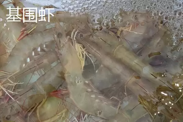 基围虾罗氏虾常见海产有何异,基围虾和罗氏虾有什么区别,差异在哪呢?插图2 基围虾罗氏虾常见海产有何异,基围虾和罗氏虾有什么区别,差异在哪呢?插图2