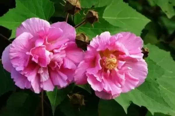 芙蓉花与荷花区别 ,芙蓉花和荷花是同一种植物插图2 芙蓉花与荷花区别 ,芙蓉花和荷花是同一种植物插图2
