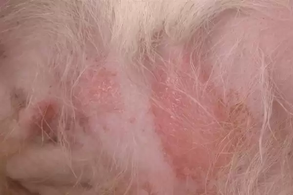 狗狗过敏性皮炎因何而起,狗狗过敏性皮炎由喂食、光照、寄生虫等引起吗插图2 狗狗过敏性皮炎因何而起,狗狗过敏性皮炎由喂食、光照、寄生虫等引起吗插图2