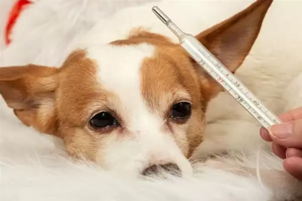 狗狗生病应该怎样解决,狗狗生病需根据病症采取对应措施吗插图3 狗狗生病应该怎样解决,狗狗生病需根据病症采取对应措施吗插图3