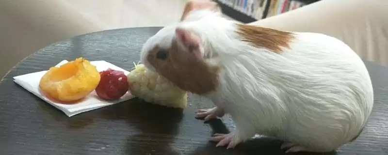 荷兰猪的食物主要有哪些呢,荷兰猪可饲喂果蔬和苜蓿等作为食物吗插图 荷兰猪的食物主要有哪些呢,荷兰猪可饲喂果蔬和苜蓿等作为食物吗插图