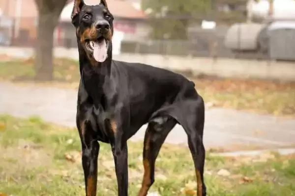 杜宾犬的智商排名,杜宾犬智商高吗在狗狗中排第几插图3 杜宾犬的智商排名,杜宾犬智商高吗在狗狗中排第几插图3