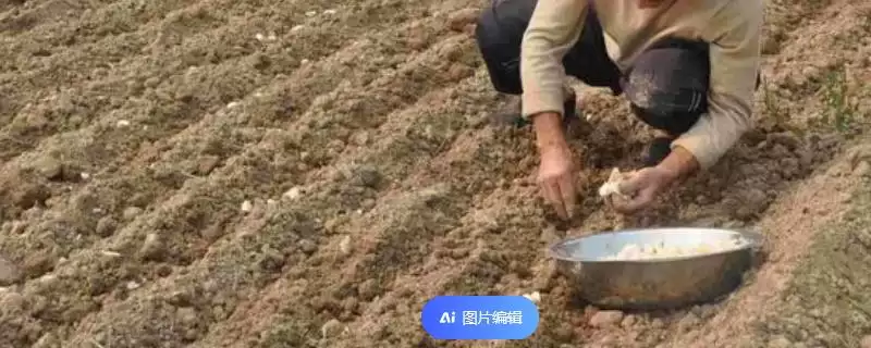 大蒜常用的种植方法有哪些,大蒜的种植方法插图 大蒜常用的种植方法有哪些,大蒜的种植方法插图