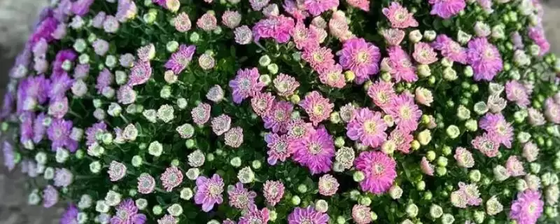 刚买千头菊处理方法 ,刚买的千头菊该如何进行处理插图 刚买千头菊处理方法 ,刚买的千头菊该如何进行处理插图